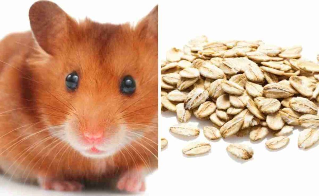 Can Hamsters Eat Oats