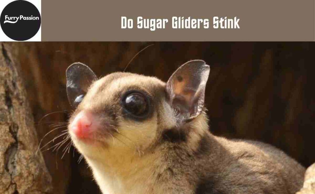 Do Sugar Gliders Stink