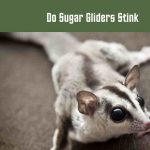 Do Sugar Gliders Stink