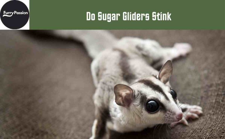 Do Sugar Gliders Stink