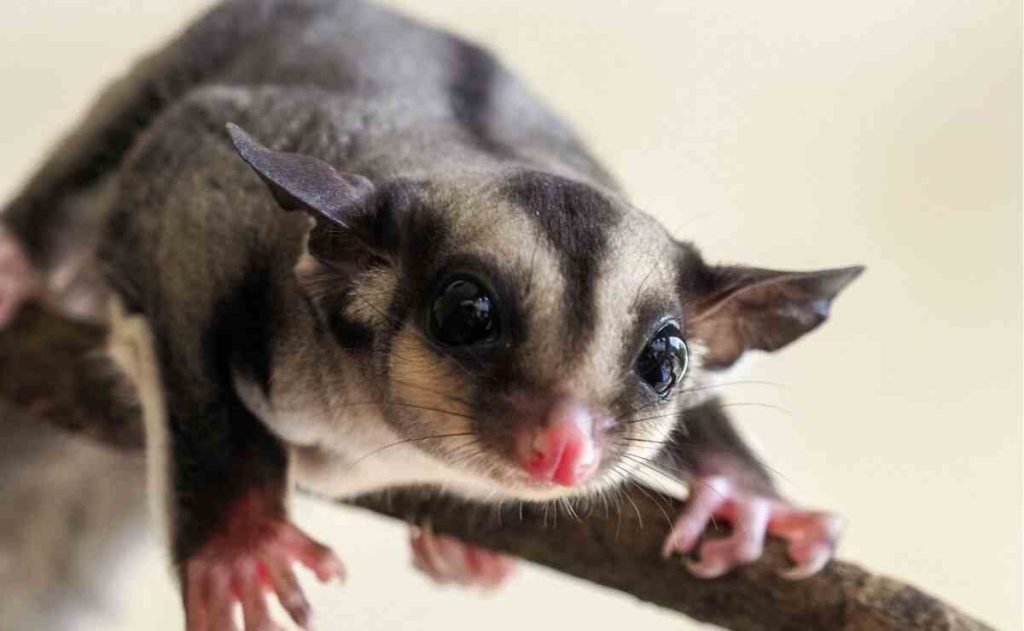 does sugar gliders stink