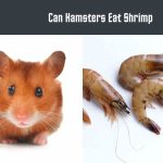 Can Hamsters Eat Shrimp