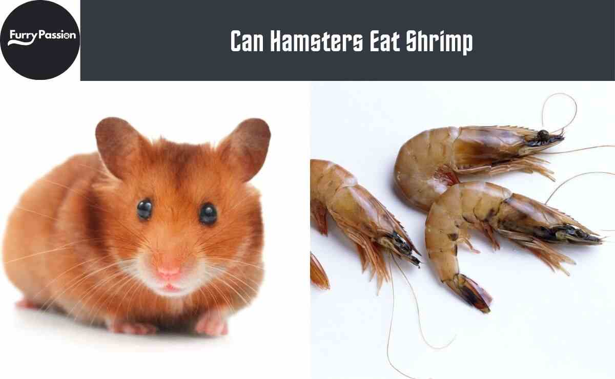 Can Hamsters Eat Shrimp