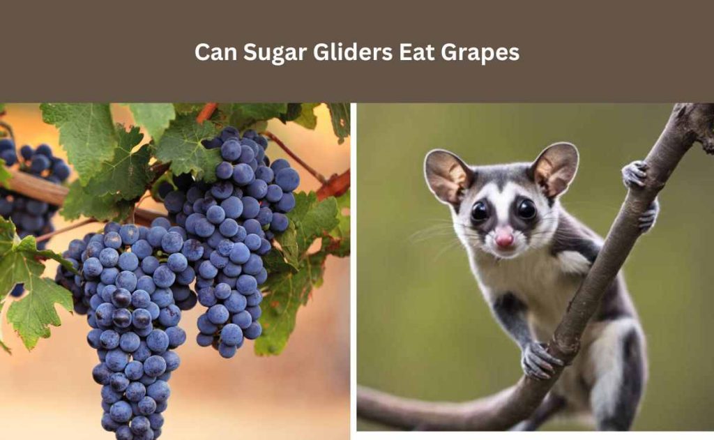 Can Sugar Gliders Eat Grapes
