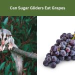 Can Sugar Gliders Eat Grapes