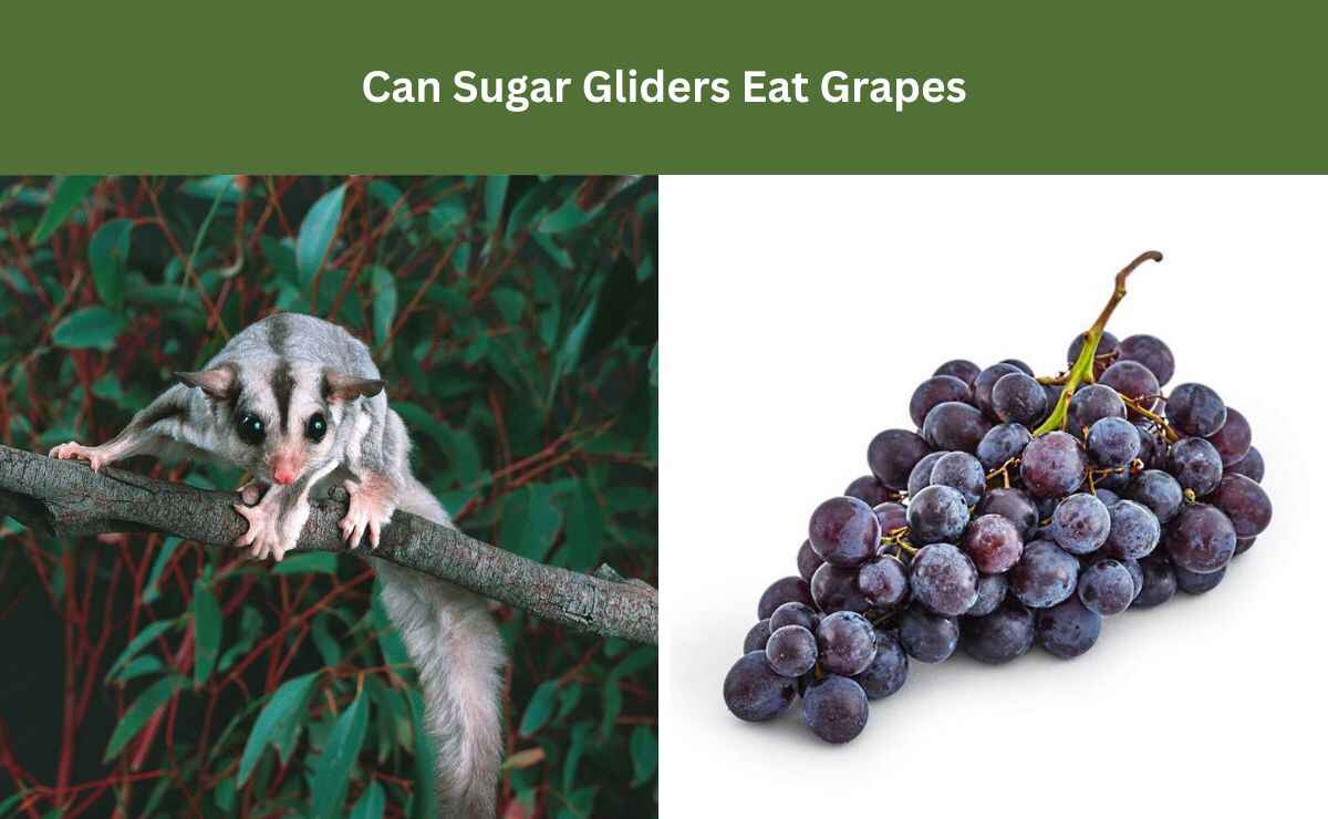 Can Sugar Gliders Eat Grapes